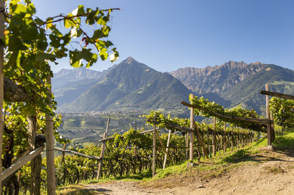 Aussicht auf die Berge vom Weinbau (c) Rupert Mühlbacher (Hotel der Weinmesser)