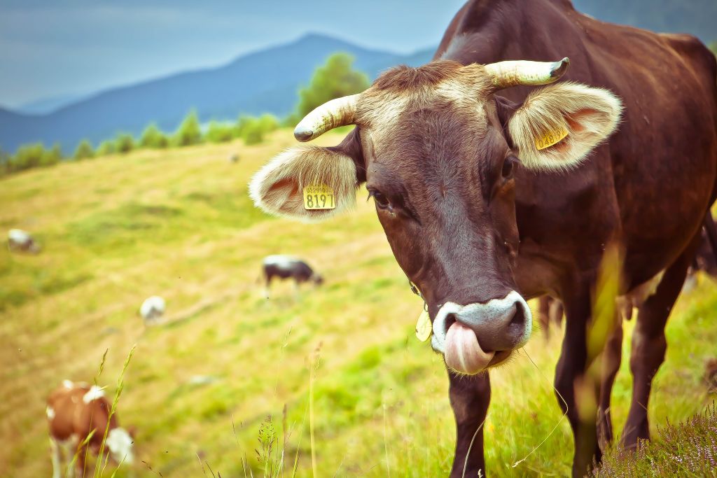 Kühe auf der Weide (c) StoryTravelers (TVB Valsugana Lagorai)