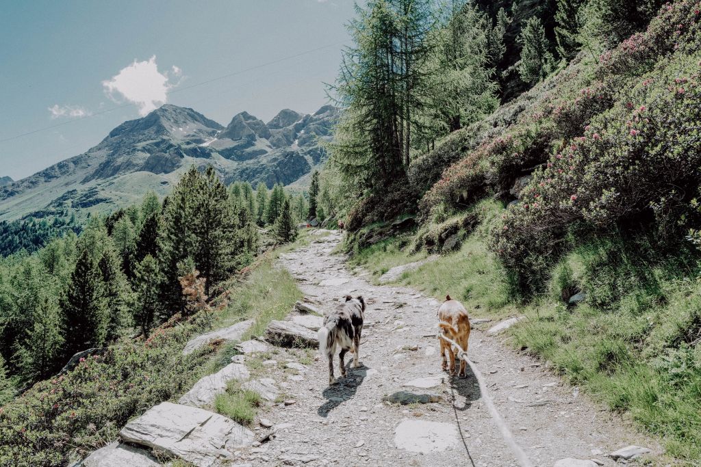 Perfekte Gassi-Wege in den Bergen (Wanderhotel Vinschgerhof)