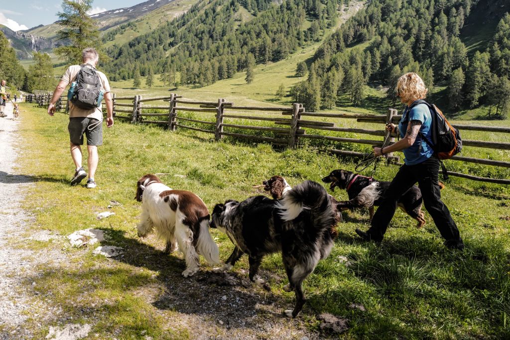 Wandern mit Hund in der Gruppe (Wanderhotel Vinschgerhof)