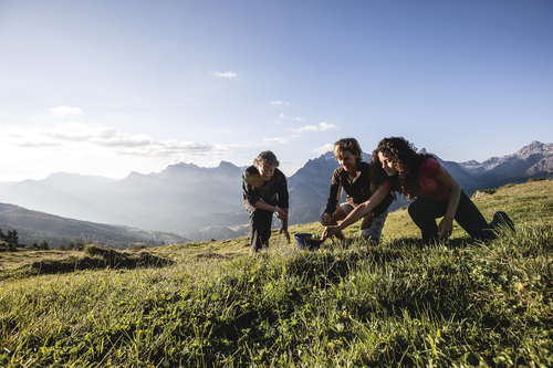 Almkräuter pflücken © Andrea Badrutt (Hotel Belvedere)