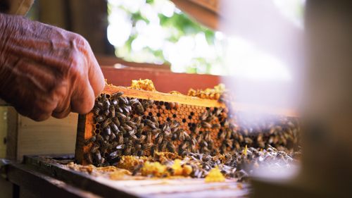 Bienenwabe (c) Raw Media (Kronplatz Brand)