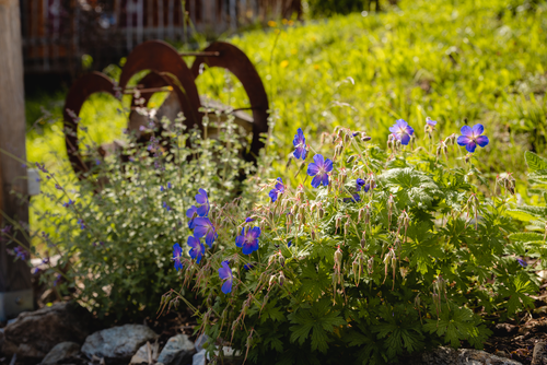 Blumenvielfalt am Großvenediger (c) Daniel Kogler (Naturdorf Oberkühnreit)