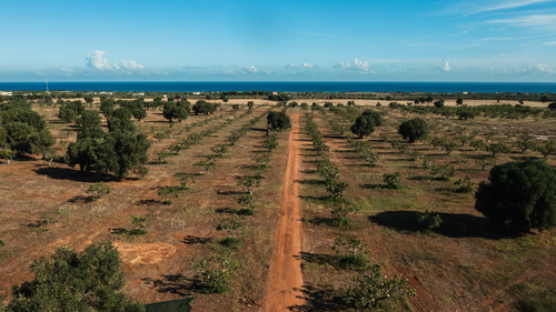 Felder der Olivenfarm in Apulien (c)Masseria Tumpagno (Pletzer Resorts)