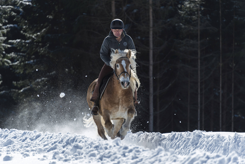 Laszlo im Galopp (c) Hubert Bernard (Peternhof)