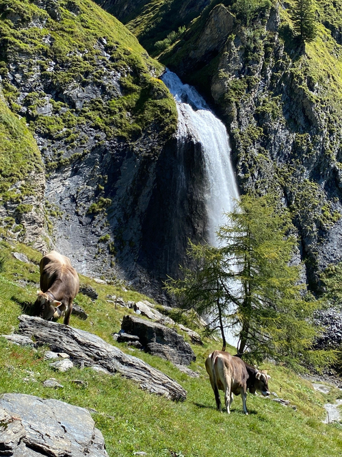 Schönster Almabtrieb in Tirol (Hotel Klausnerhof)