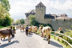Alpabfahrt-Pradamee (Liechtenstein Marketing)