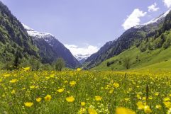 Blühende Frühlingswiese im Seidlwinkltal (c) Florian Bachmeier (Tourismusverband Rauris)