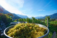 Eindrücke der Weinlese in Vaduz (c) Liechtenstein Marketing