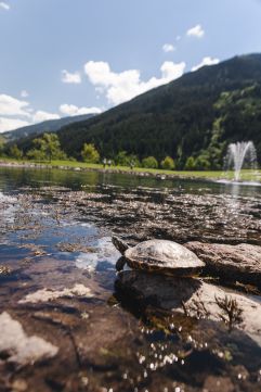 Heimische Wasserschildkröte am Teich des Golfplatzes (c) Jukka Pehkonen (Golfclub Zillertal-Uderns)