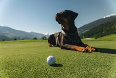 Hund am Golfplatz (c) Jukka Pehkonen (Golfclub Zillertal-Uderns)