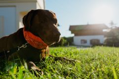 Hund genießt die Natur im Vital Dorf (c) Matt und Glänzend (Vital CAMP Bayerbach)