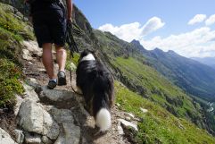 Hund und Mensch auf Abenteuertour in den Alpen (Wanderhotel Vinschgerhof)