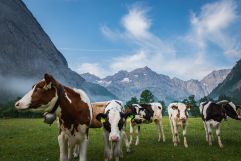 Kühe auf der Weide (c) Angélica Morales (Silberregion Karwendel)