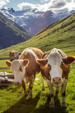 Kühe auf der Weide (Hotel Hinteregger)