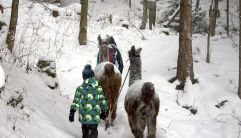 Lama Trekking im Winter (Liechtenstein Marketing)
