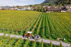 Naturnahe-Weinwirtschaft-Wimmeln-Hofkellerei (Liechtenstein Marketing)
