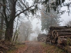 Nebel im Triesner Wald (Liechtenstein Marketing)