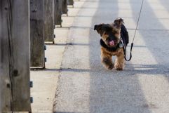 Pfotensamt sollte in keiner Hunde-Reiseapotheke fehlen (SonnenMoor)
