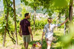 Romantischer Spaziergang auf dem Weinbau (c) Brandnamic (Hotel der Weinmesser)