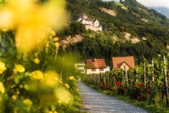 Schloss Vaduz umgeben von Weinbergen (Liechtenstein Marketing)