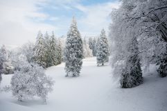 Schneebedeckter Wald (Rimske Terme)