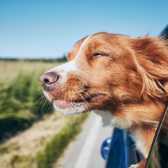 Sommergefühl auch für den Hund spürbar durch die SonnenMoor-Produkte (c) stock Canva.com (SonnenMoor)