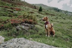 Tierische Begleitung (c) Wanderhotel Vischgerhof