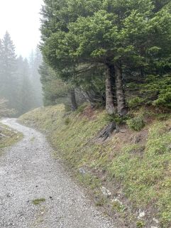 Wanderung entlang der Familienbäume (Gorfion Familotel Liechtenstein)