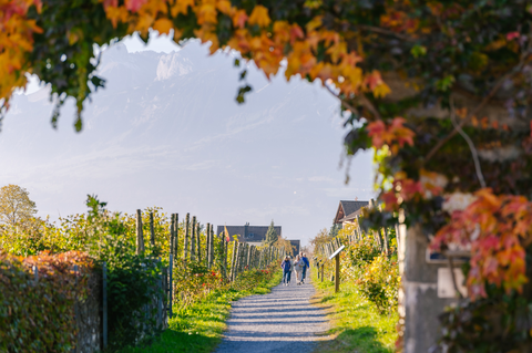 Beeindrucke Weinreben bei der Hofkellerei (c) Liechtenstein Marketing