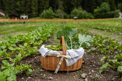 Frischer Salat von der Eco Farm (c) Carmen Huter (Fontis luxury spa lodge)