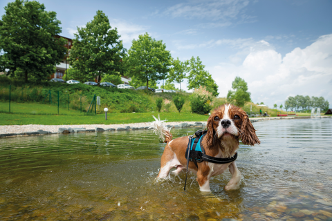 Hunde Schwimmteich (c) Bernhard-Bergmann (Hotel Larimar)
