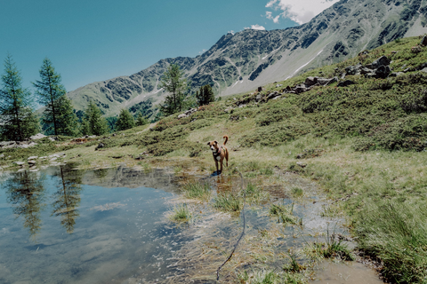 Zwischen Bergen und Seen mit dem Hund unterwegs (Wanderhotel Vinschgerhof)