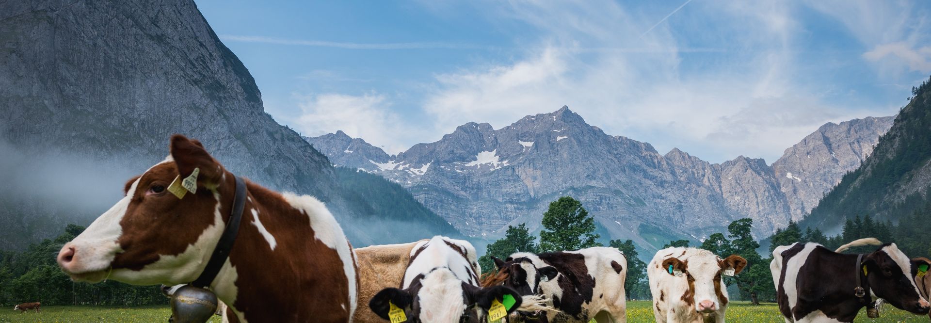 Kühe auf der Weide (c) Angélica Morales (Silberregion Karwendel)
